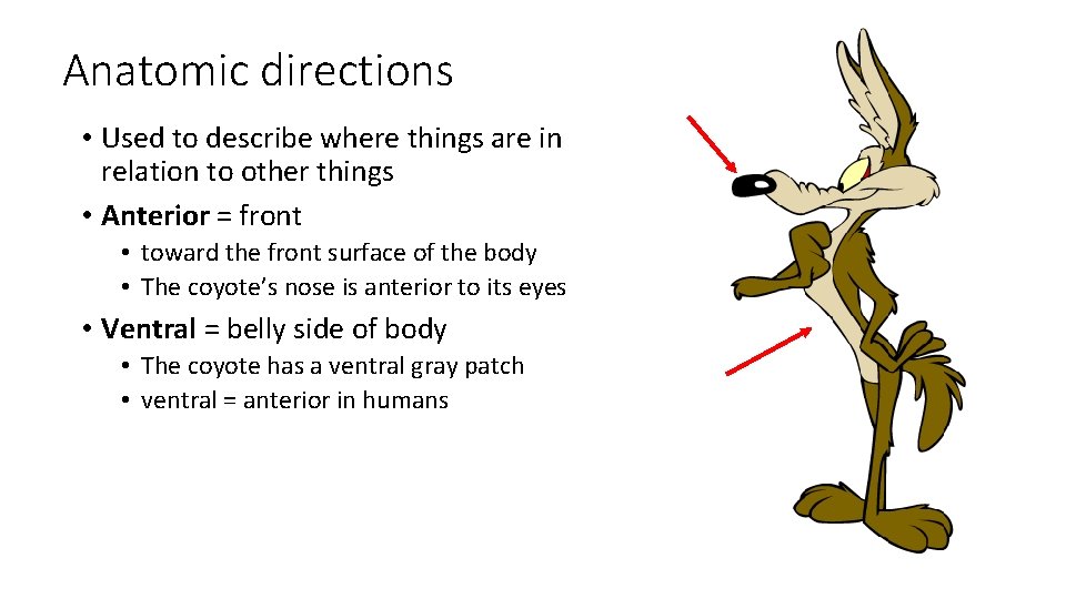 Anatomic directions • Used to describe where things are in relation to other things