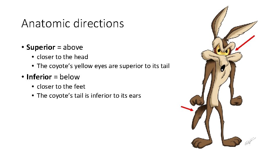 Anatomic directions • Superior = above • closer to the head • The coyote’s