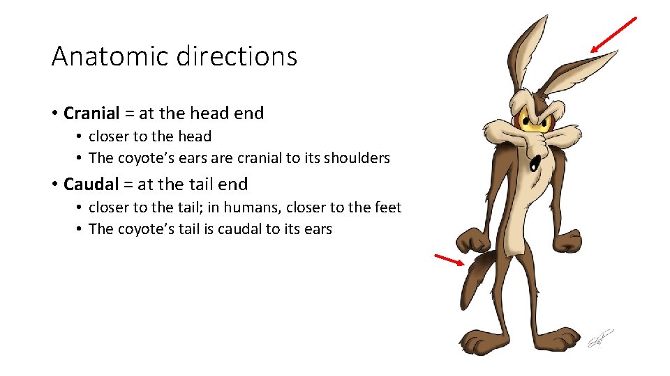 Anatomic directions • Cranial = at the head end • closer to the head