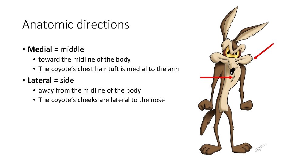 Anatomic directions • Medial = middle • toward the midline of the body •