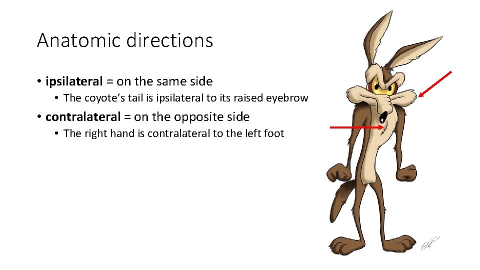 Anatomic directions • ipsilateral = on the same side • The coyote’s tail is