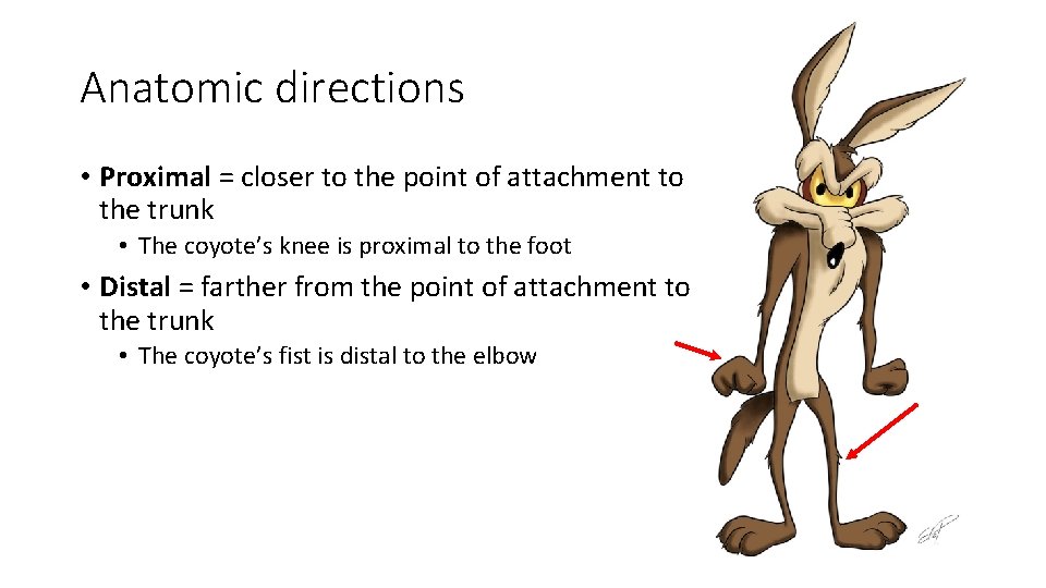 Anatomic directions • Proximal = closer to the point of attachment to the trunk