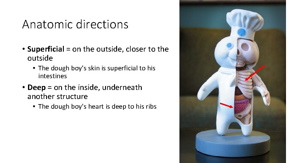 Anatomic directions • Superficial = on the outside, closer to the outside • The