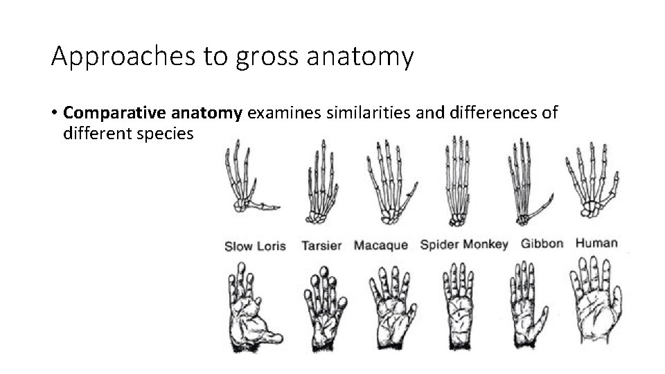 Approaches to gross anatomy • Comparative anatomy examines similarities and differences of different species