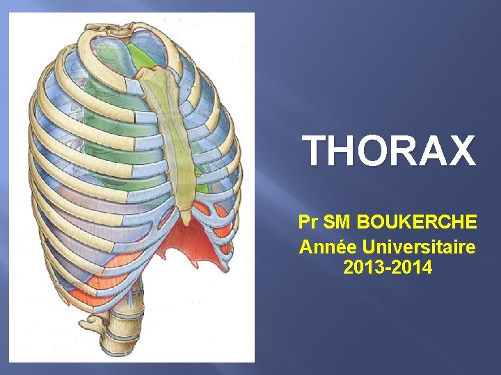 THORAX Pr SM BOUKERCHE Année Universitaire 2013 -2014 