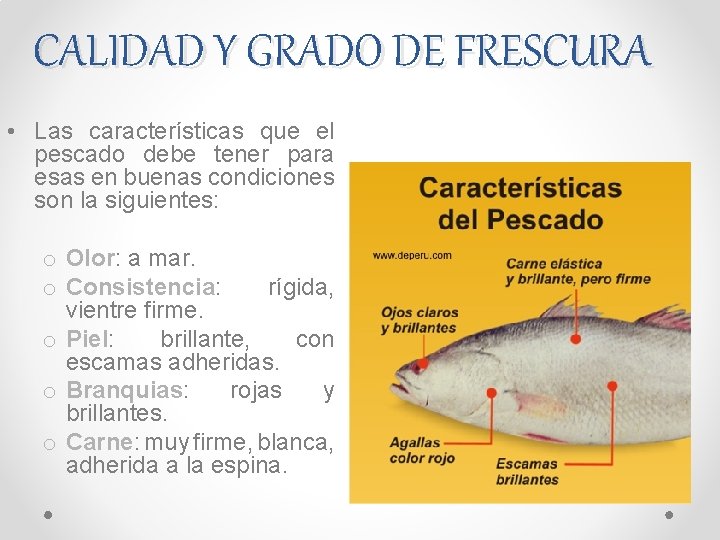 CALIDAD Y GRADO DE FRESCURA • Las características que el pescado debe tener para