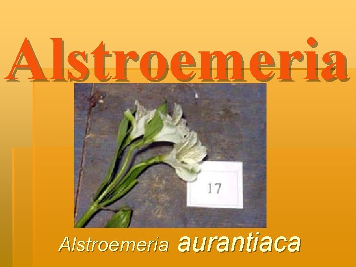 Alstroemeria aurantiaca 