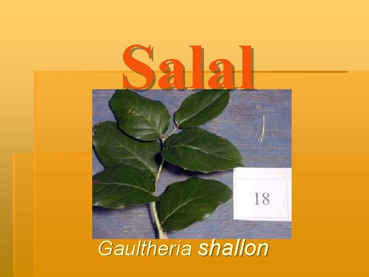 Salal Gaultheria shallon 