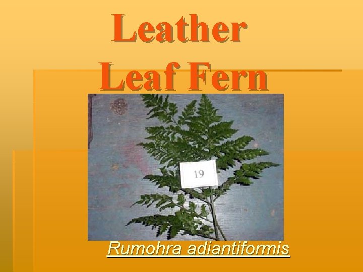 Leather Leaf Fern Rumohra adiantiformis 