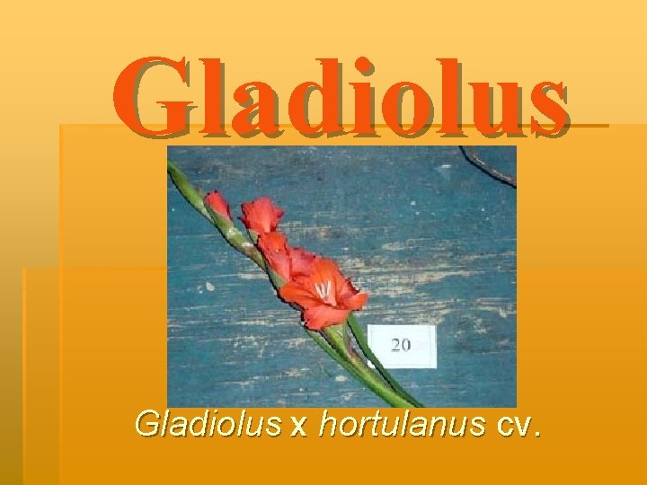 Gladiolus x hortulanus cv. 