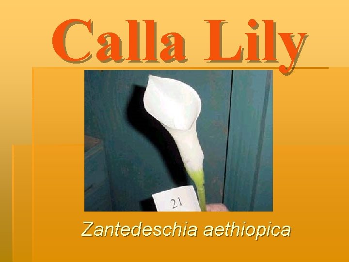 Calla Lily Zantedeschia aethiopica 