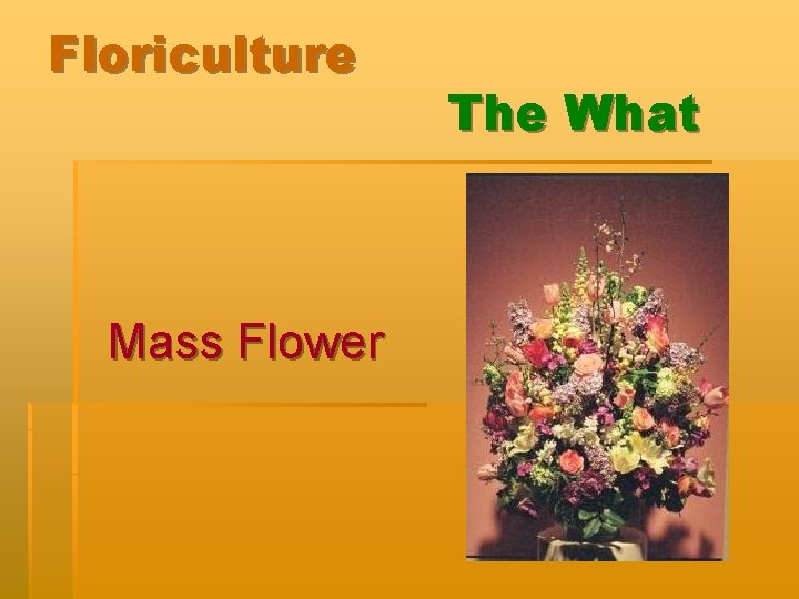 Floriculture Mass Flower The What 