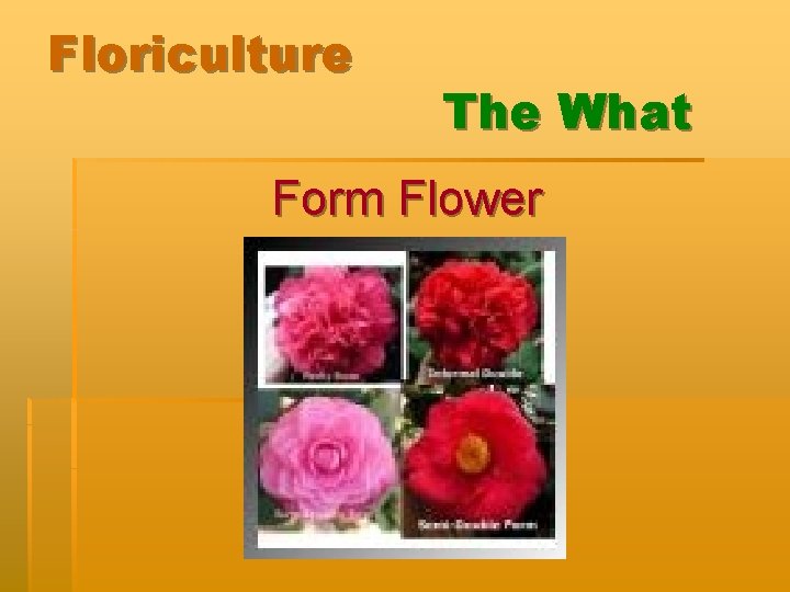 Floriculture The What Form Flower 