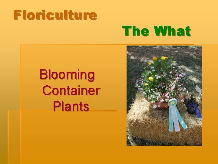 Floriculture Blooming Container Plants The What 