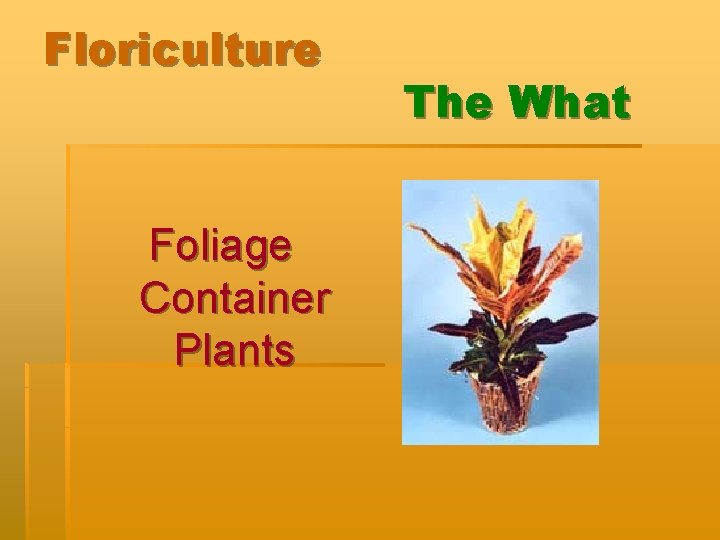 Floriculture Foliage Container Plants The What 
