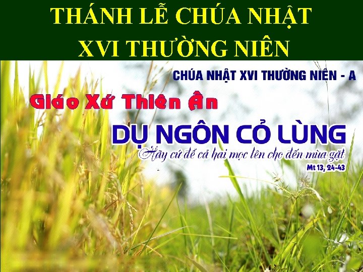 THÁNH LỄ CHÚA NHẬT XVI THƯỜNG NIÊN 