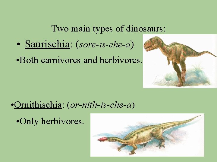 Two main types of dinosaurs: • Saurischia: (sore-is-che-a) • Both carnivores and herbivores. •