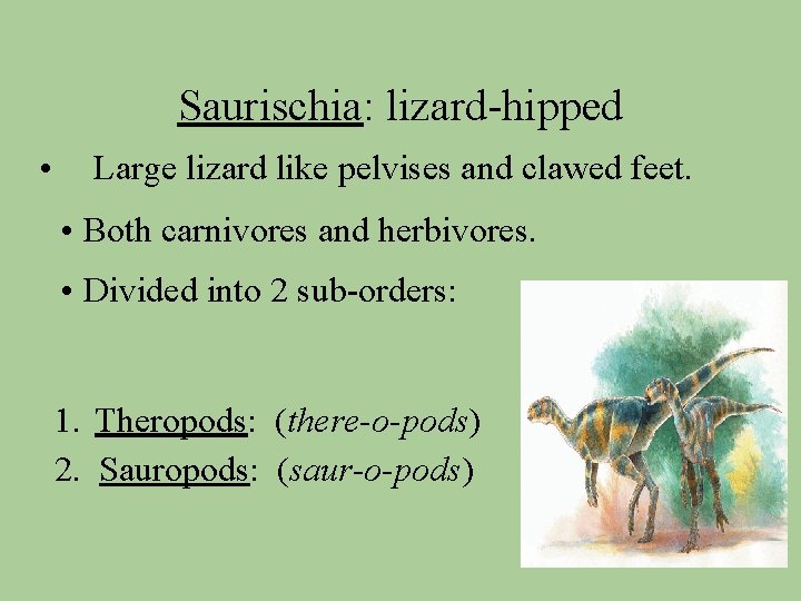 Saurischia: lizard-hipped • Large lizard like pelvises and clawed feet. • Both carnivores and