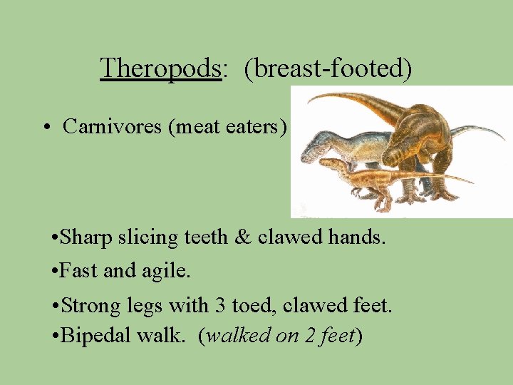 Theropods: (breast-footed) • Carnivores (meat eaters) • Sharp slicing teeth & clawed hands. •