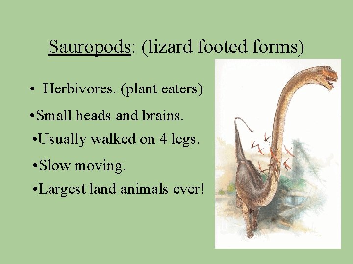 Sauropods: (lizard footed forms) • Herbivores. (plant eaters) • Small heads and brains. •