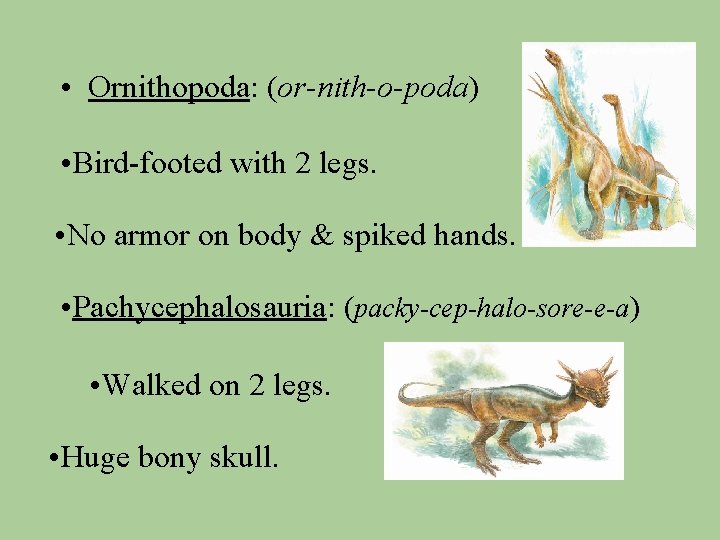  • Ornithopoda: (or-nith-o-poda) • Bird-footed with 2 legs. • No armor on body