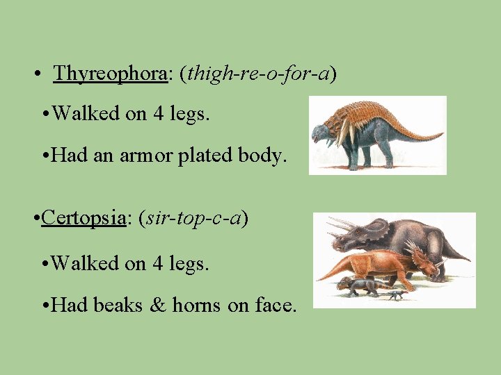  • Thyreophora: (thigh-re-o-for-a) • Walked on 4 legs. • Had an armor plated