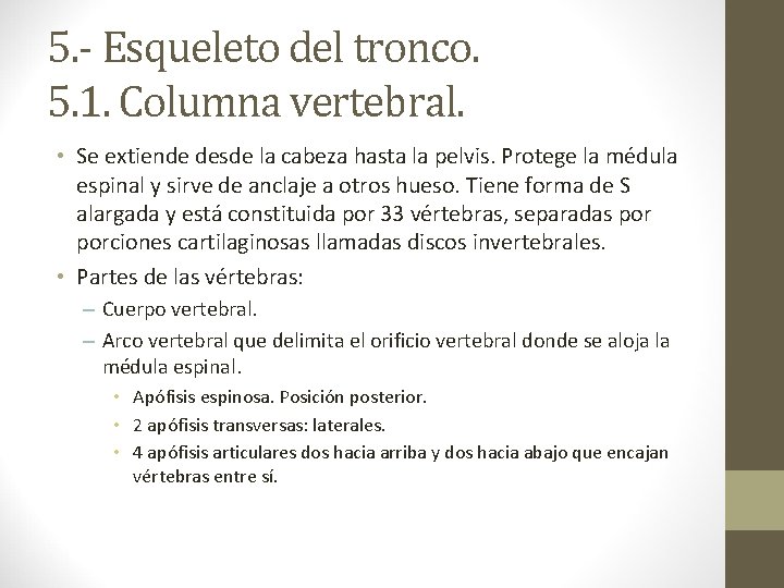 5. - Esqueleto del tronco. 5. 1. Columna vertebral. • Se extiende desde la