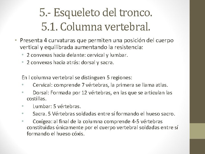 5. - Esqueleto del tronco. 5. 1. Columna vertebral. • Presenta 4 curvaturas que