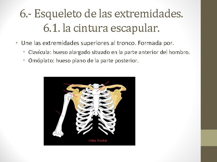 6. - Esqueleto de las extremidades. 6. 1. la cintura escapular. • Une las