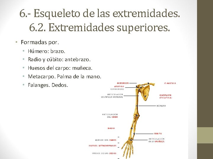 6. - Esqueleto de las extremidades. 6. 2. Extremidades superiores. • Formadas por. •