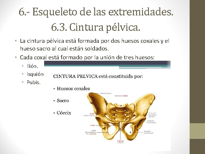 6. - Esqueleto de las extremidades. 6. 3. Cintura pélvica. • La cintura pélvica