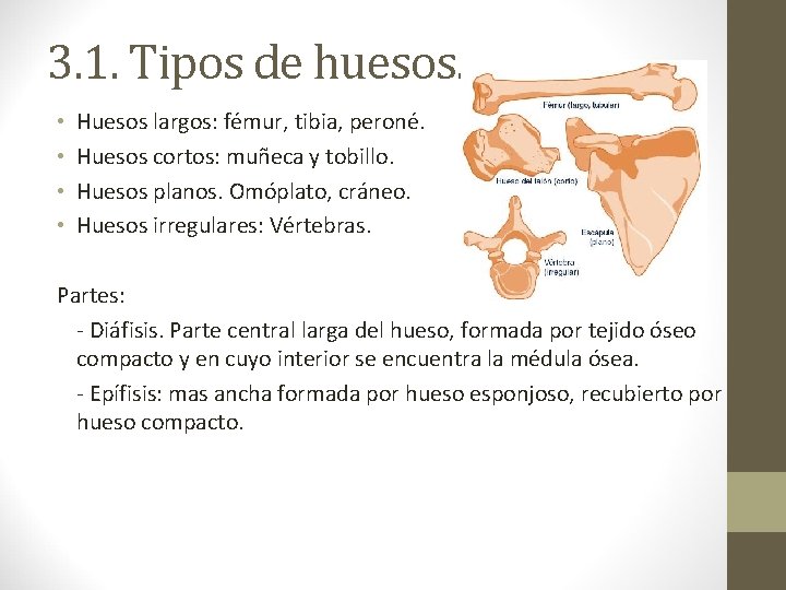 3. 1. Tipos de huesos. • • Huesos largos: fémur, tibia, peroné. Huesos cortos: