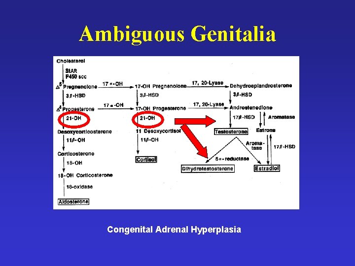 Ambiguous Genitalia Congenital Adrenal Hyperplasia 
