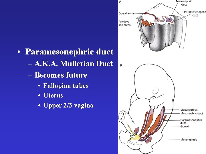  • Paramesonephric duct – A. K. A. Mullerian Duct – Becomes future •