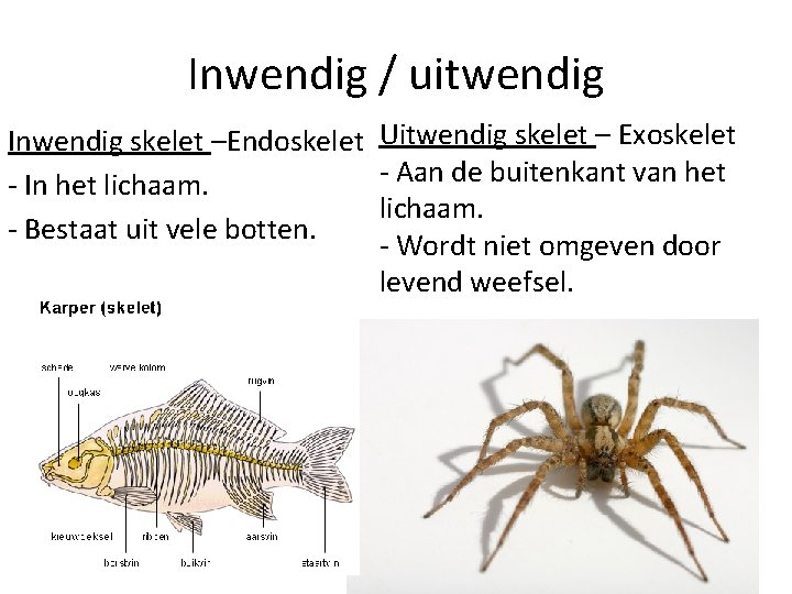 Stevigheid en beweging 3 VMBO KGT Het Skelet