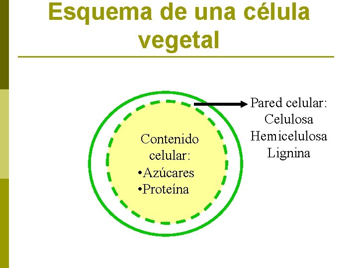 Esquema de una célula vegetal Contenido celular: • Azúcares • Proteína Pared celular: Celulosa