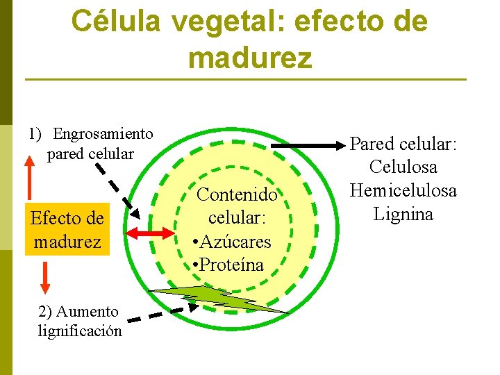 Célula vegetal: efecto de madurez 1) Engrosamiento pared celular Efecto de madurez 2) Aumento