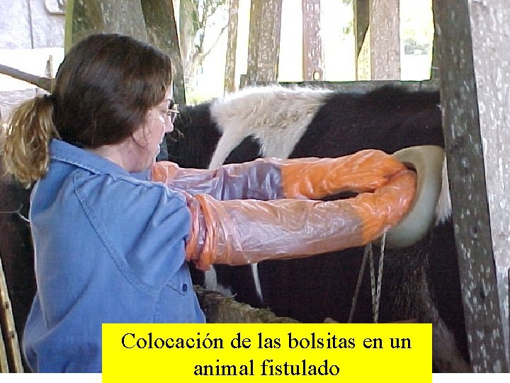 Colocación de las bolsitas en un animal fistulado 