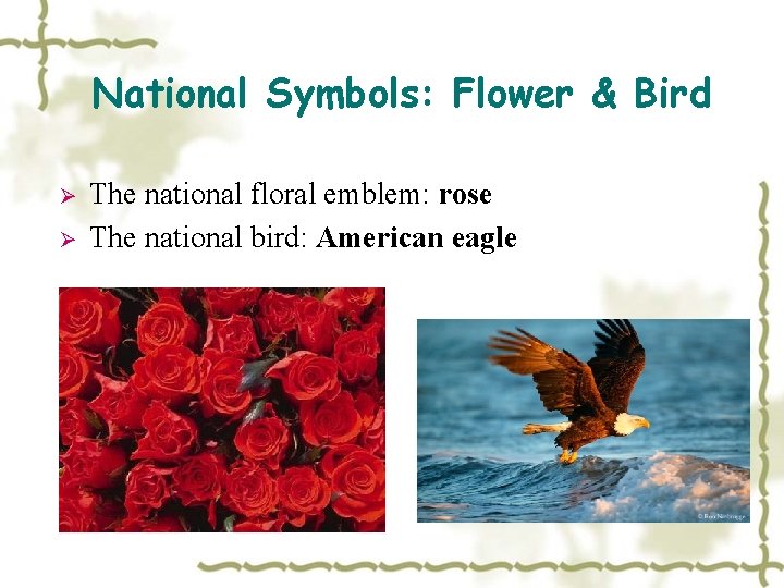 National Symbols: Flower & Bird Ø Ø The national floral emblem: rose The national