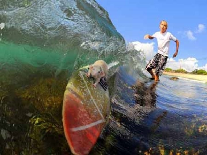 surfing 