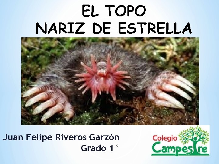 EL TOPO NARIZ DE ESTRELLA Juan Felipe Riveros Garzón Grado 1° 