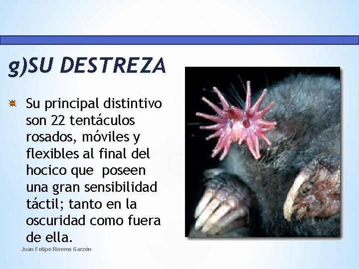 g)SU DESTREZA Su principal distintivo son 22 tentáculos rosados, móviles y flexibles al final