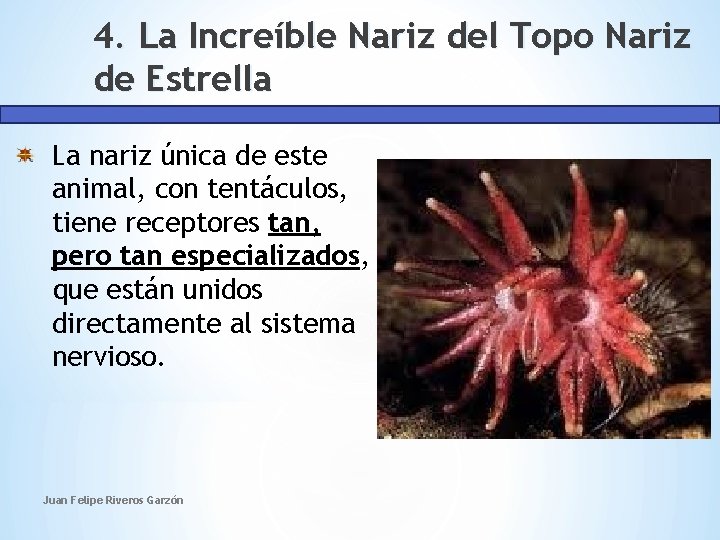 4. La Increíble Nariz del Topo Nariz de Estrella La nariz única de este