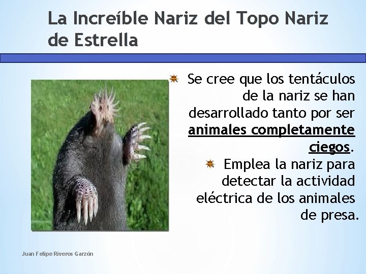 La Increíble Nariz del Topo Nariz de Estrella Se cree que los tentáculos de