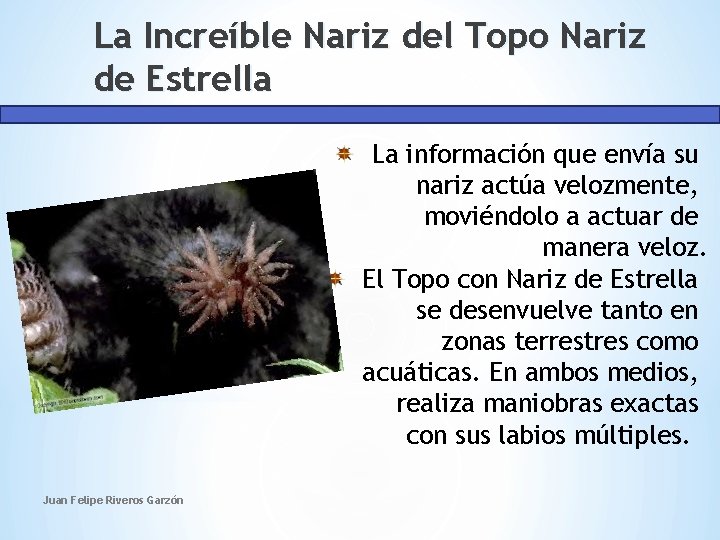 La Increíble Nariz del Topo Nariz de Estrella La información que envía su nariz