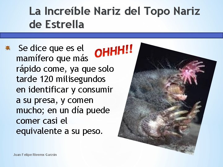 La Increíble Nariz del Topo Nariz de Estrella Se dice que es el mamífero