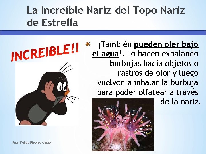 La Increíble Nariz del Topo Nariz de Estrella ¡También pueden oler bajo el agua!.