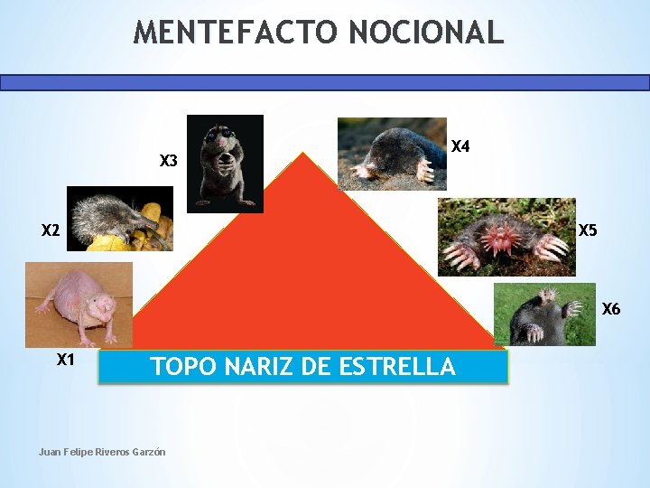 MENTEFACTO NOCIONAL X 3 X 4 X 2 X 5 X 6 X 1