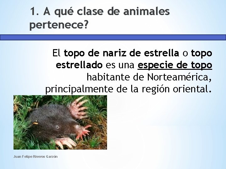 1. A qué clase de animales pertenece? El topo de nariz de estrella o