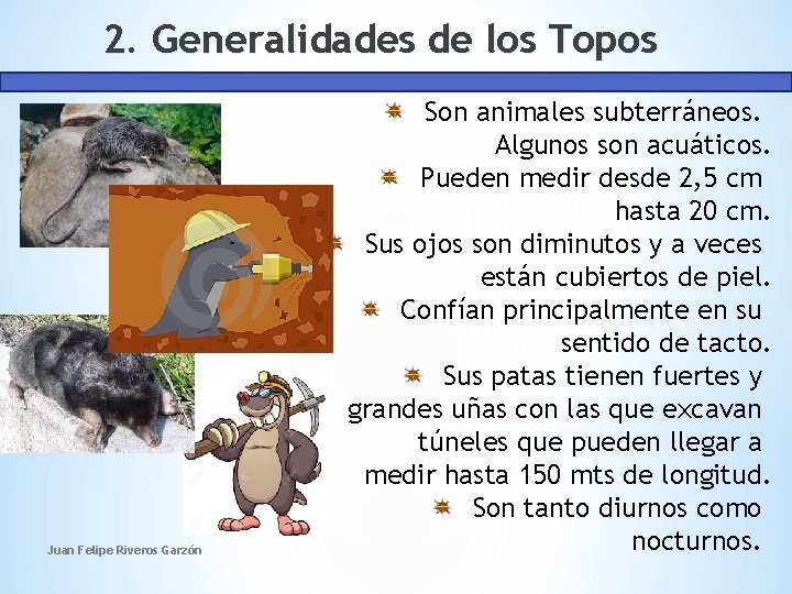 2. Generalidades de los Topos Juan Felipe Riveros Garzón Son animales subterráneos. Algunos son